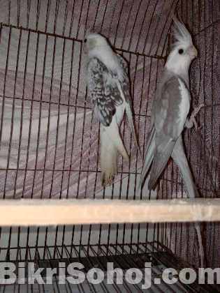 2 male cockatiel